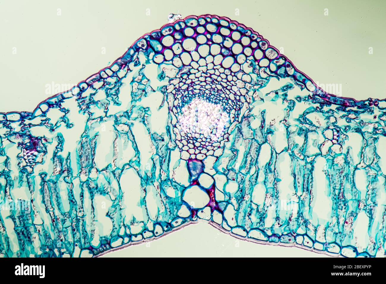 Linguster leaf cross section under the microscope 200x Stock Photo - Alamy