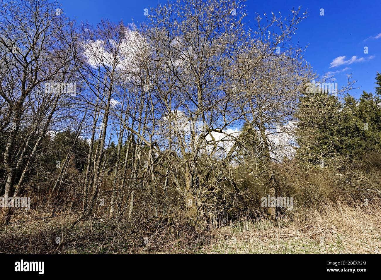 Buntenbocker Teiche,Oberharzer Wasserregal Stock Photo Alamy