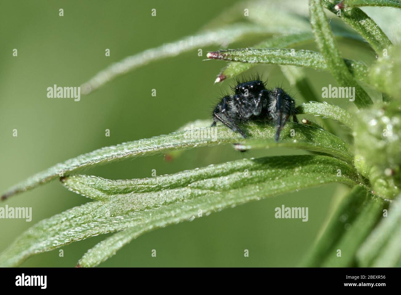 Small black jumping spider sitting on a leaf isolated on green natural ...