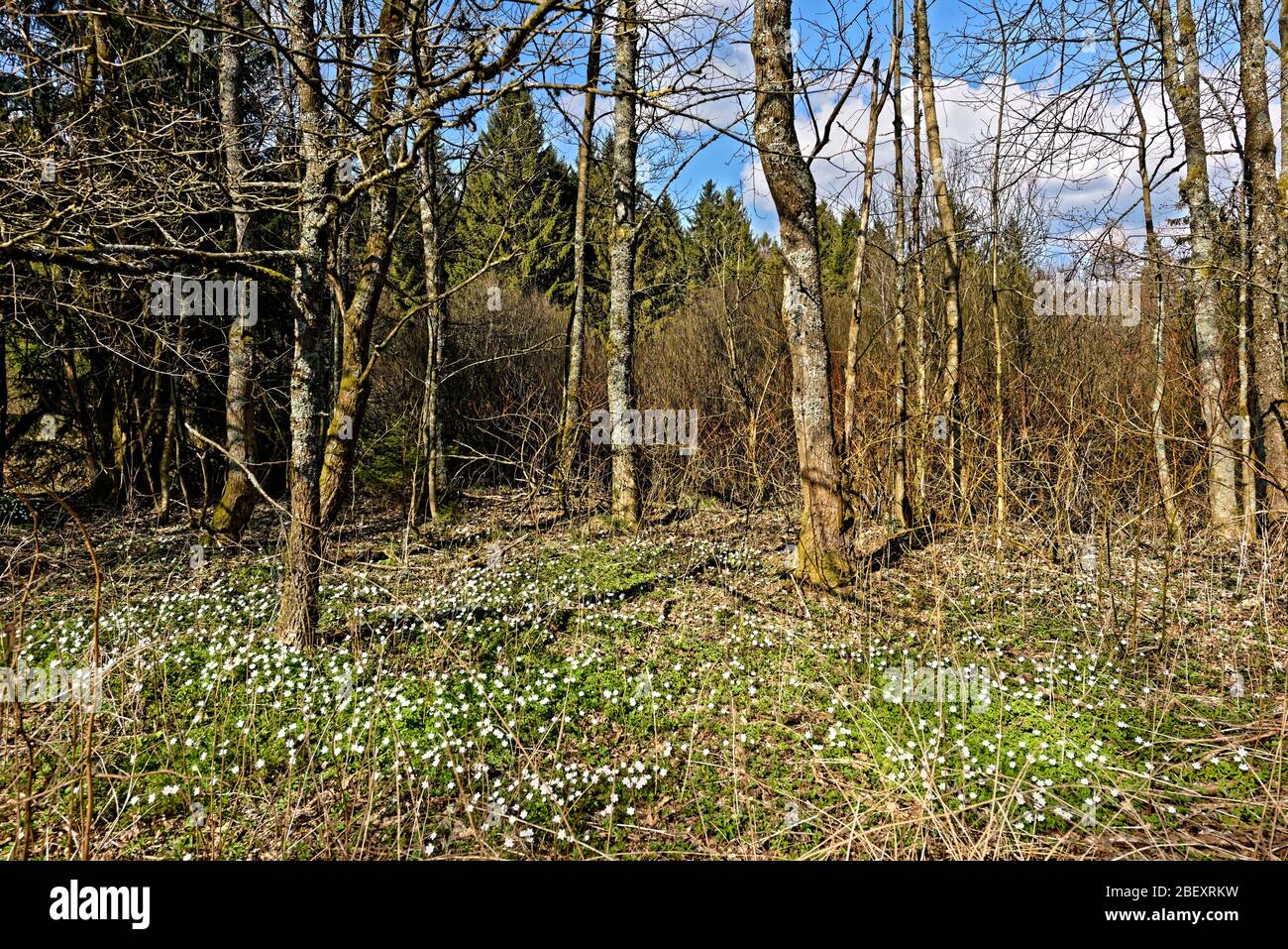 Buntenbocker Teiche,Oberharzer Wasserregal Stock Photo Alamy