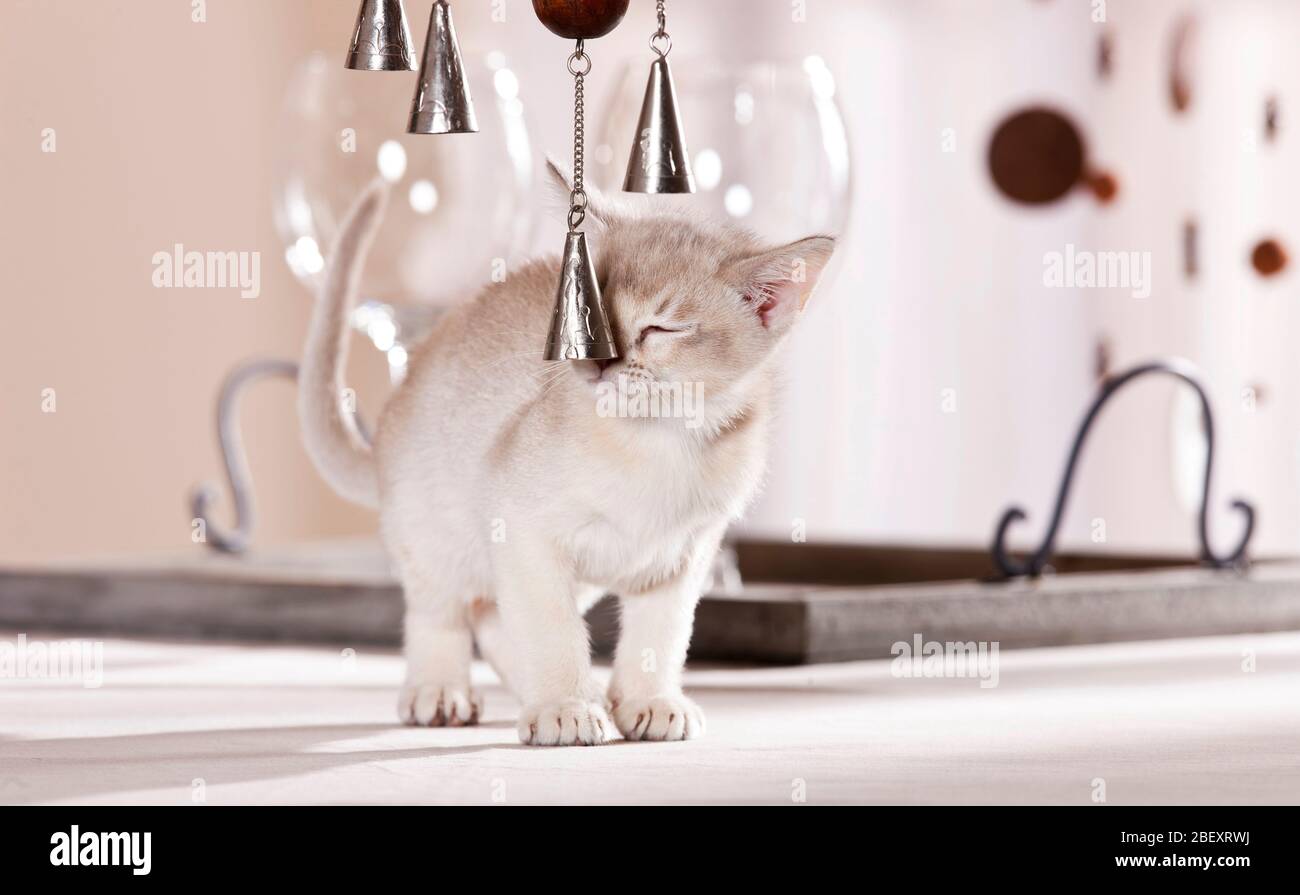 silver burmese cat