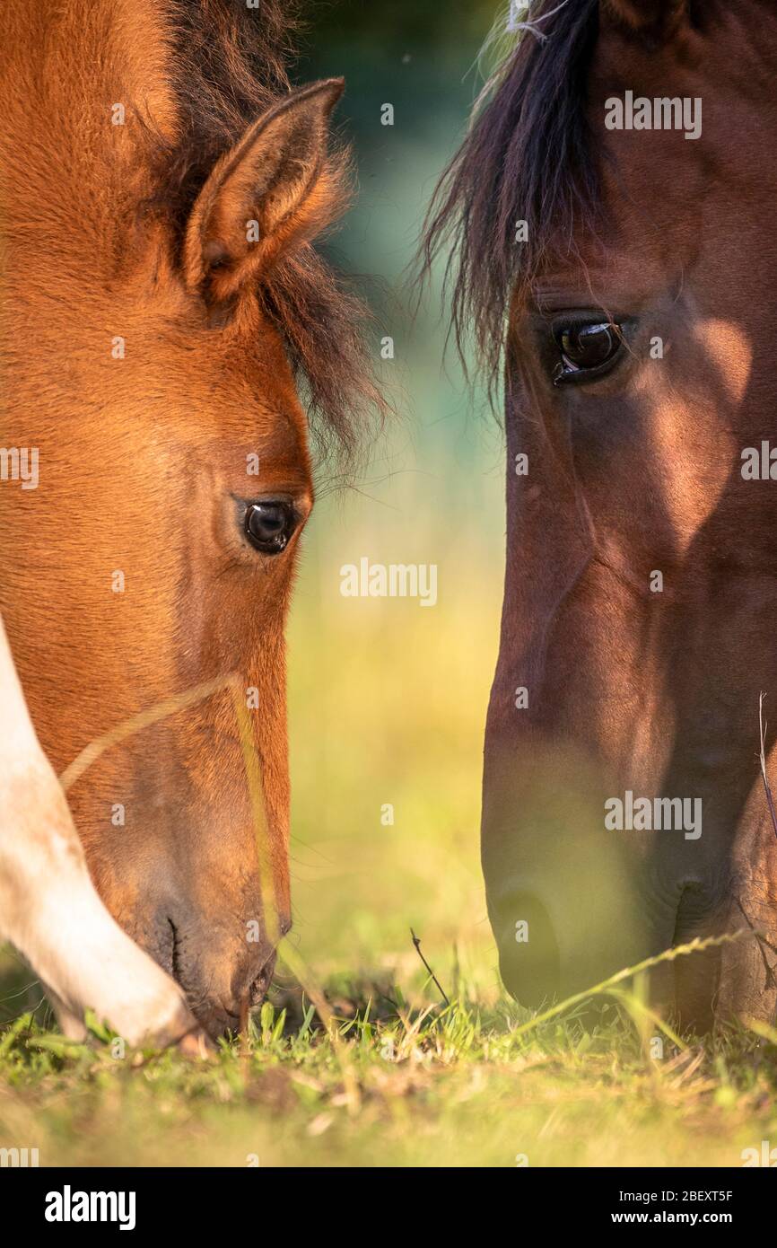 Paso Fino. Pinto mare with foal grazing. Germany Stock Photo