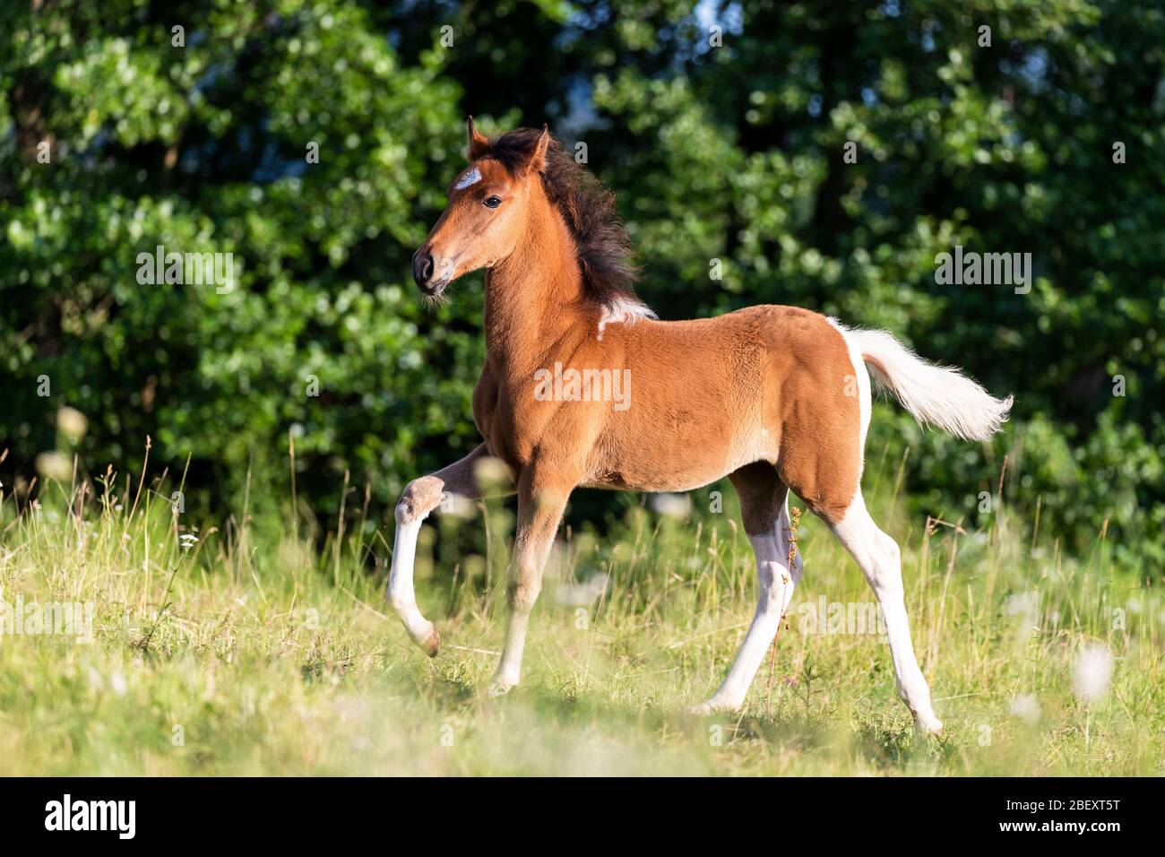 Paso Fino. Pinto foal  trotting on a meadow. Germany Stock Photo