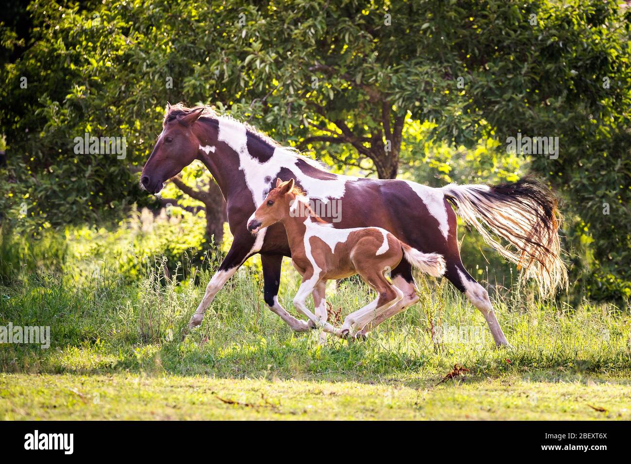 Paso Fino. Pinto mare with foal galloping on a meadow. Germany Stock Photo