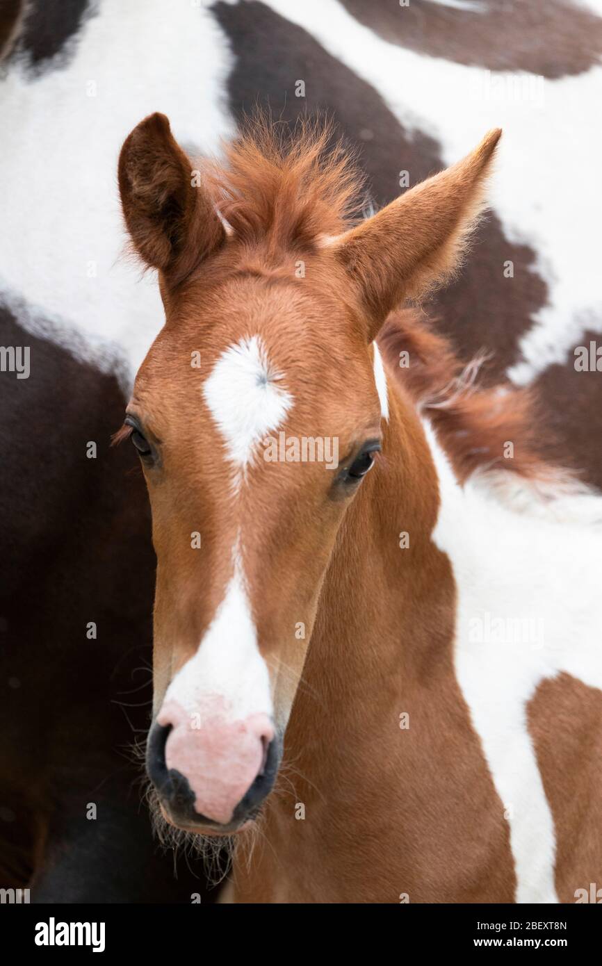 Paso Fino. Portrait of male foal. Germany Stock Photo