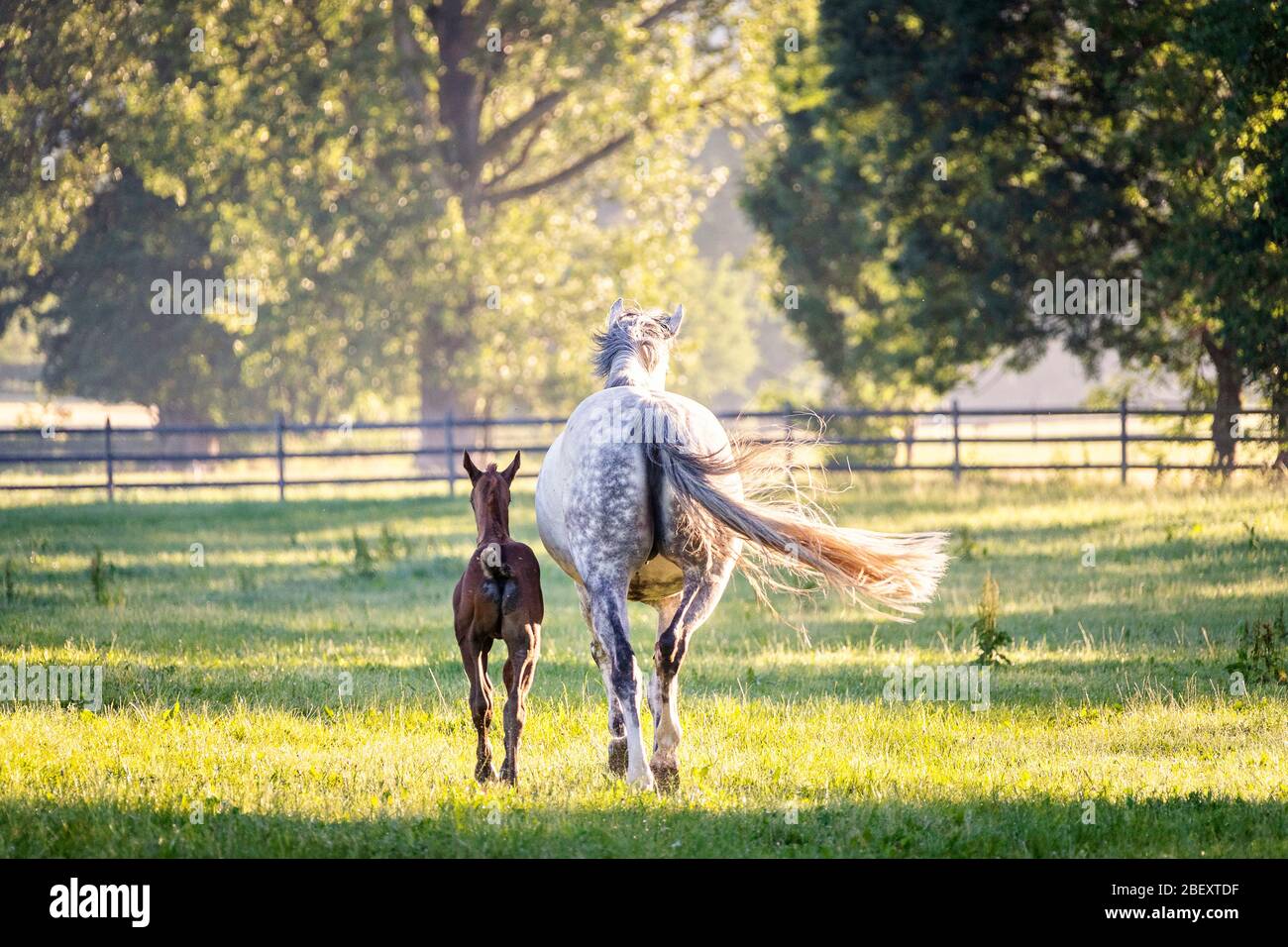 Rear view of horse hi-res stock photography and images - Alamy