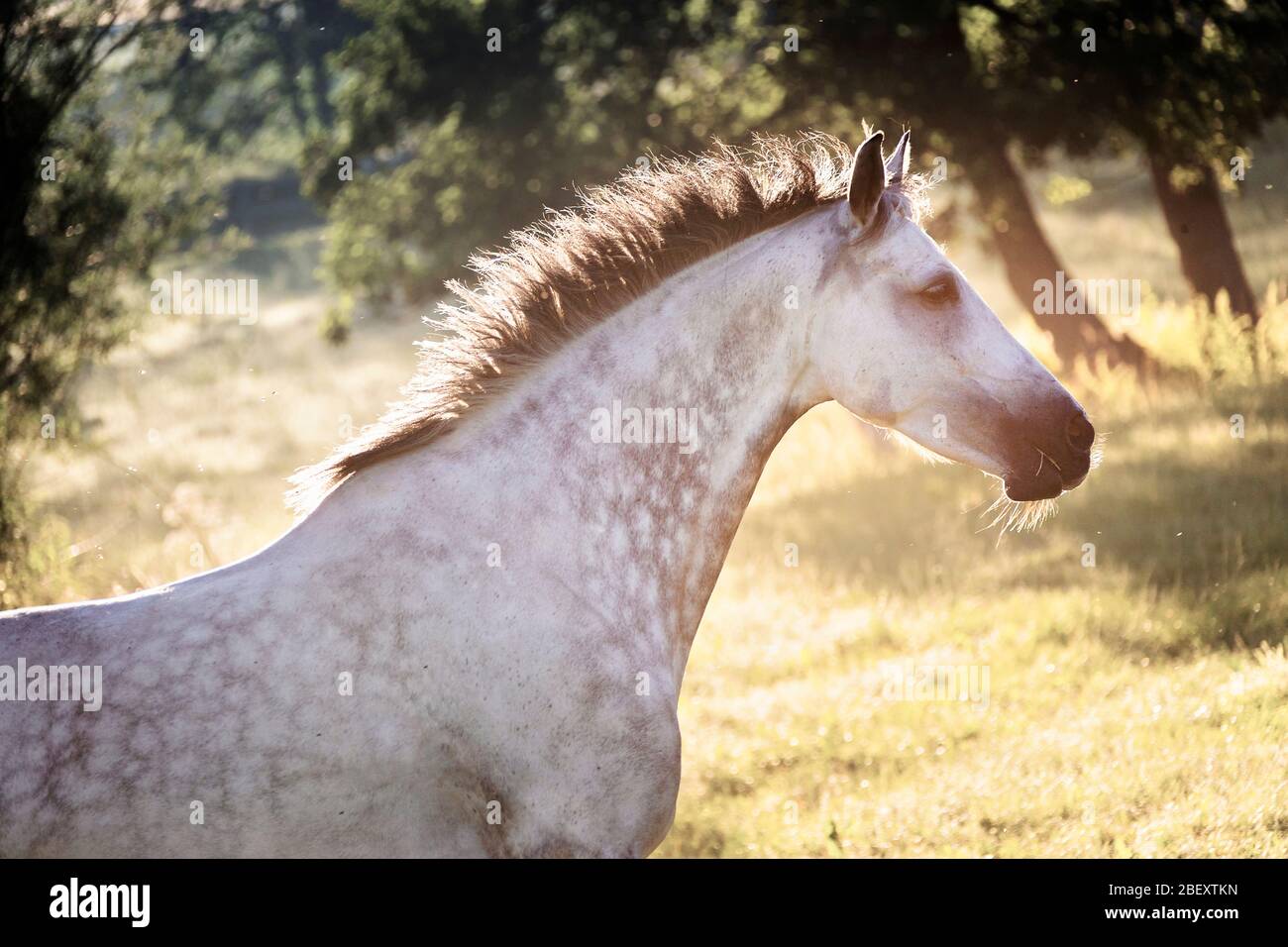 Holsteiner Horse. Portrait of gray mare. Germany Stock Photo