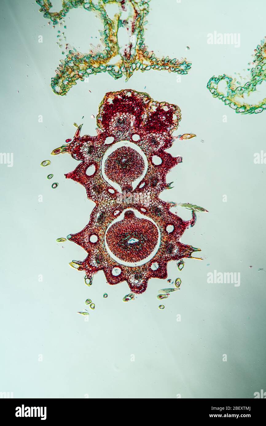Yarrow flowers under the microscope across 100x Stock Photo Alamy