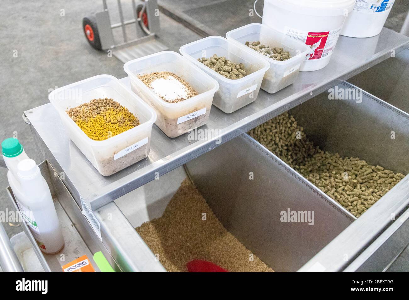 Domestic horse. Feed cart. Germany Stock Photo Alamy
