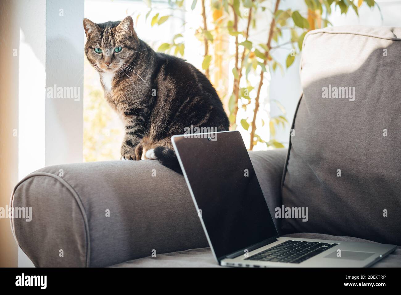 Cat on a sofa next to a laptop Stock Photo