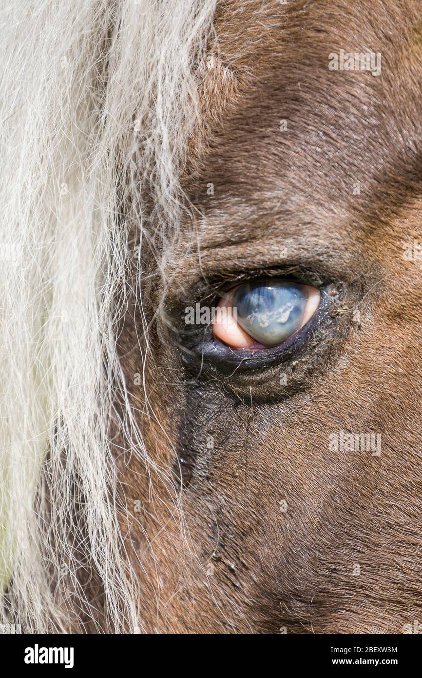 Blind eye horse hi-res stock photography and images - Alamy