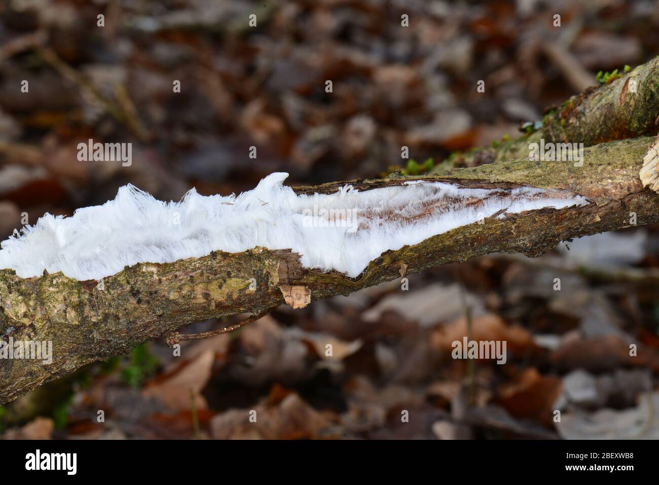 Ice wool on dead wood Germany Stock Photo