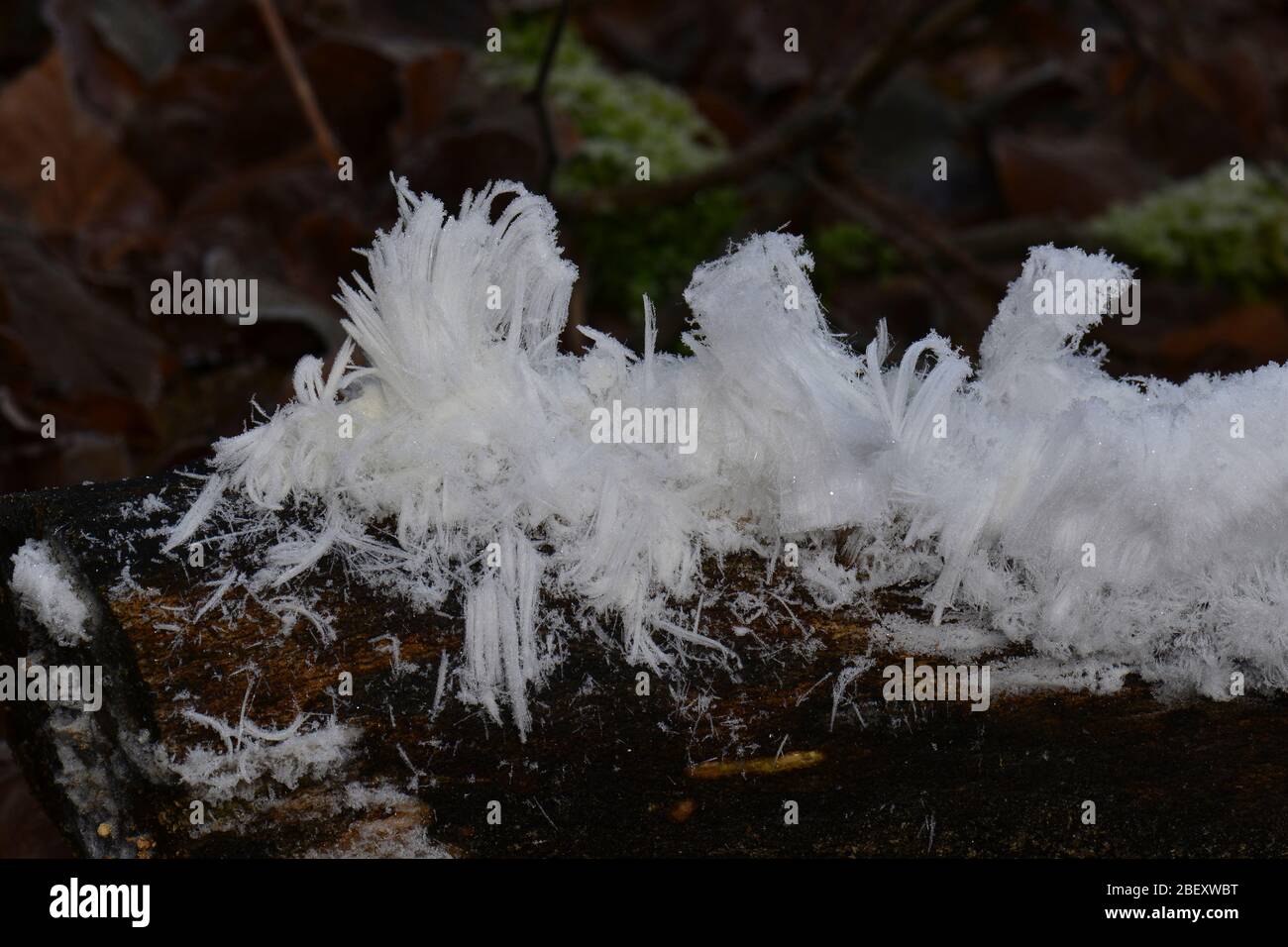 Ice wool on dead wood Germany Stock Photo