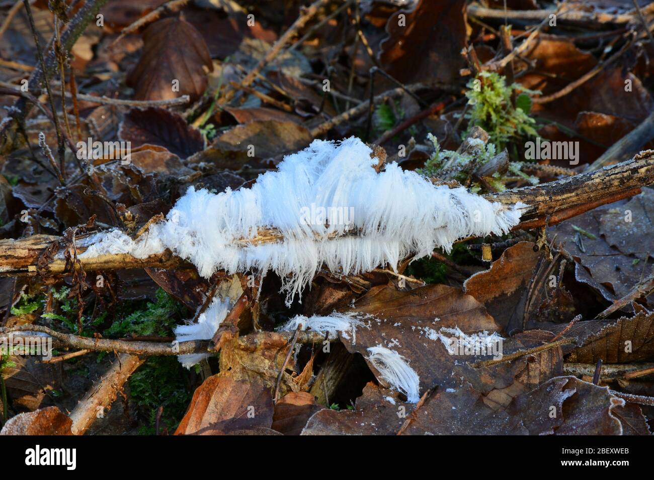 Ice wool on dead wood Germany Stock Photo