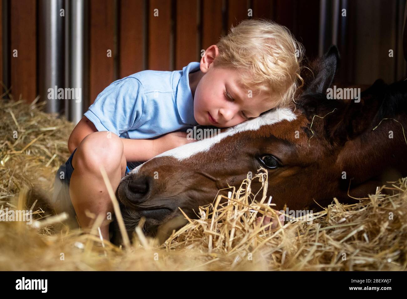 Oldenburg Horse A Boy Smooching With Bay Foal Which Is Lying In Straw Germany Stock Photo Alamy