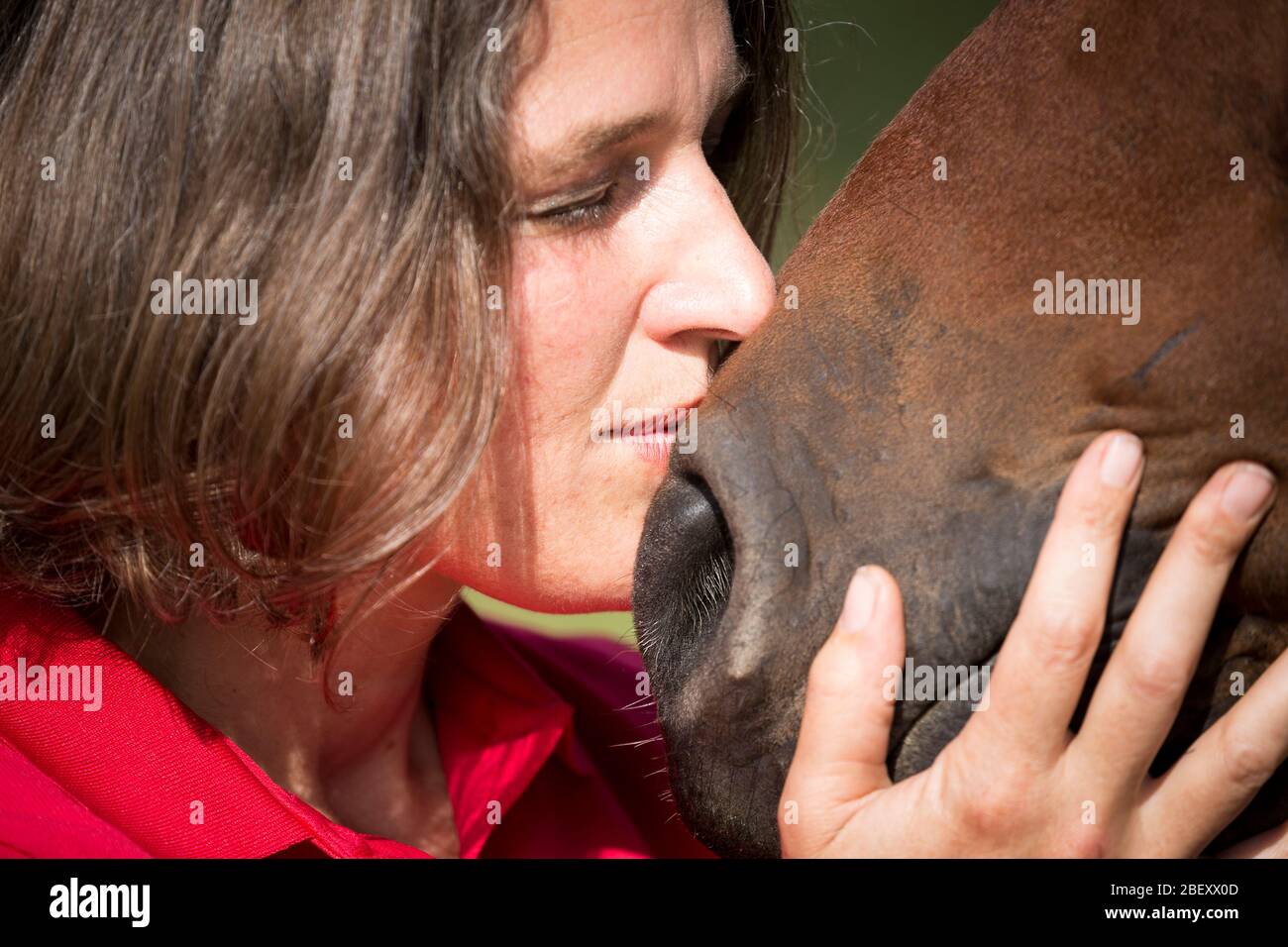 Bardigiano Bardi Horse Woman Smooching With Bay Gelding Germany Stock Photo Alamy