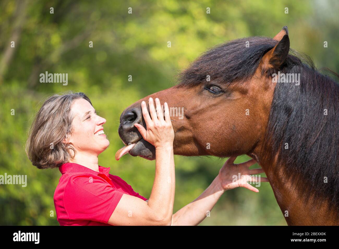 Bardigiano, Bardi Horse. Woman smooching with bay gelding. Germany Stock Photo