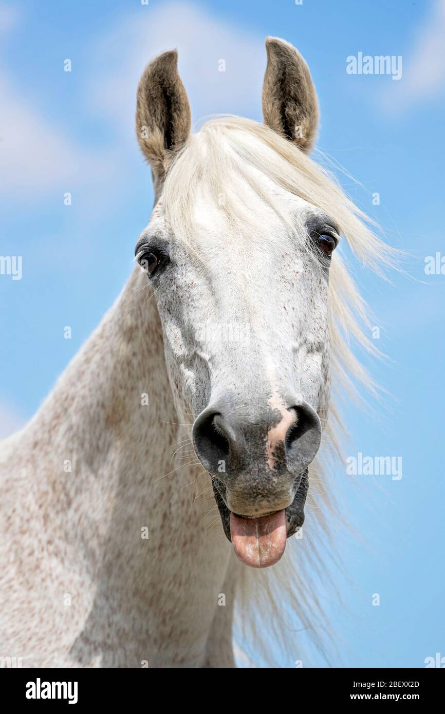 Arabian Horse. Senior gray gelding sticking out its tongue. Germany Stock Photo
