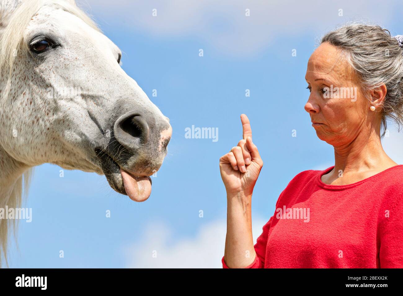 Arabian Horse. Senior gray gelding sticking out its tongue at a woman. Germany Stock Photo