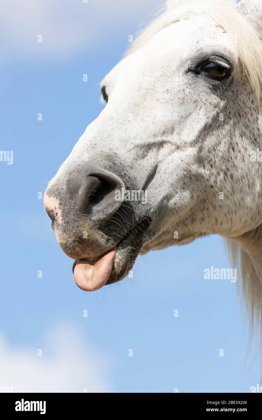 Arabian Horse. Senior gray gelding sticking out its tongue. Germany Stock Photo