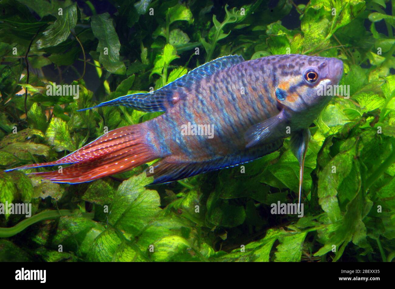 Paradise fish, Macropodus opercularis Stock Photo