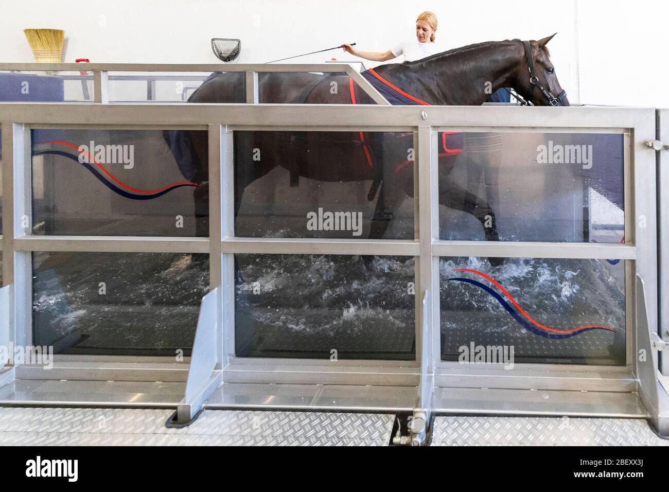 Oldenburg Horse. Groom leading a horse in an aqua trainer. Germany Stock Photo