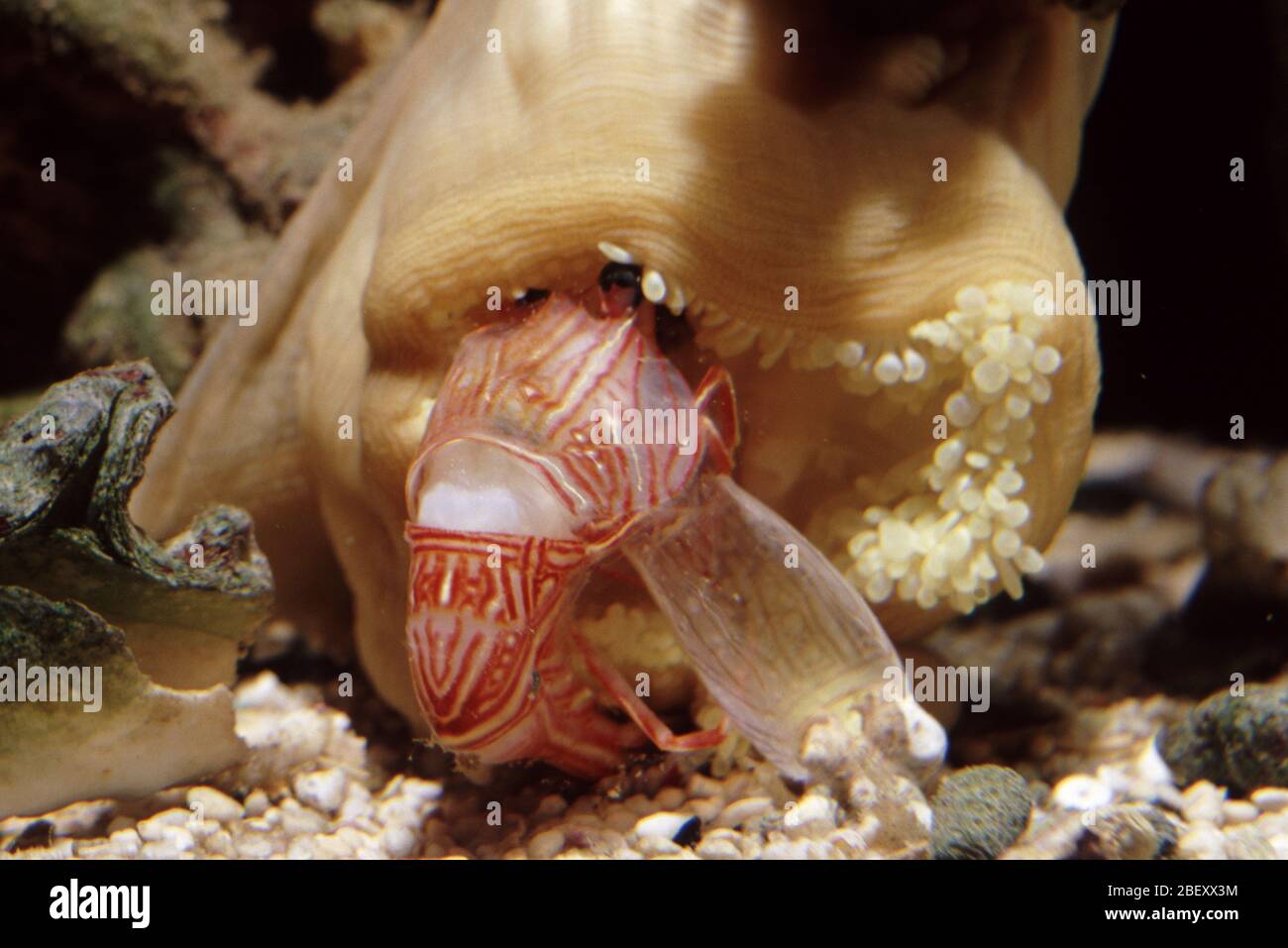 Sea anemone (Heteractis sp.) feeding a molting Camel shrimp (Rhynchocinetes uritai) Stock Photo