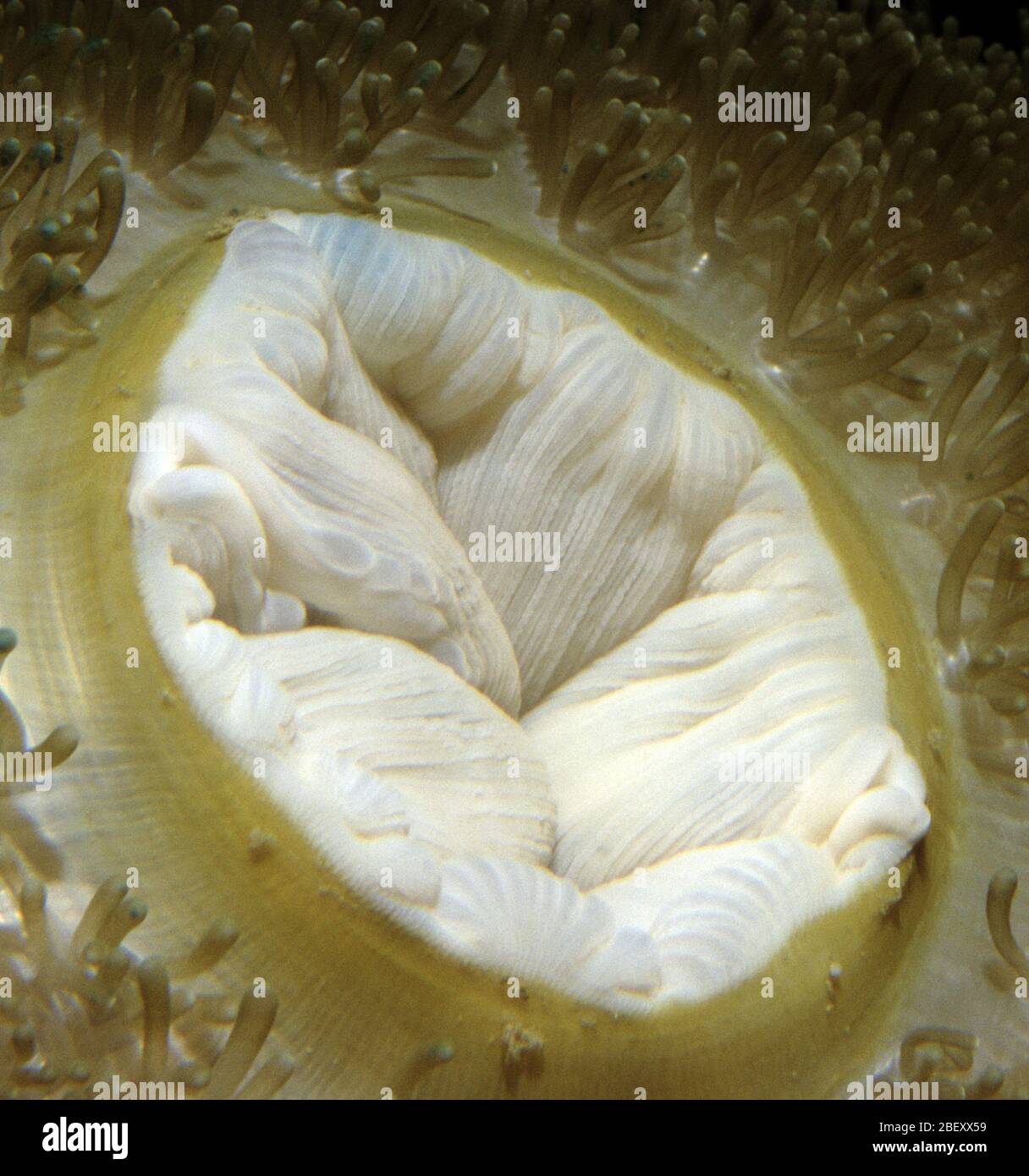 Oral opening of Giant sea anemone (Heteractis sp.) Stock Photo