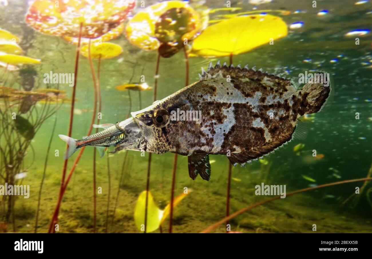 Amazon River Basin Fish High Resolution Stock Photography And Images Alamy Amazon River Basin Fish High Resolution Stock Photography And Images Alamy