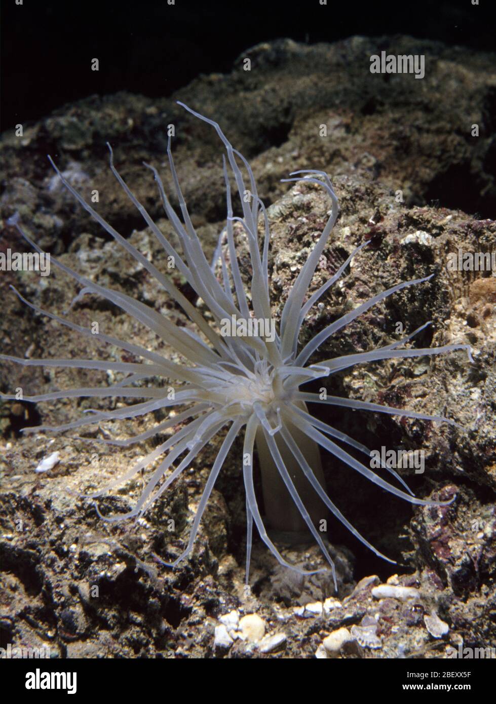 Juvenile Mediterranean Tube anemone, Cerianthus membranaceus Stock Photo