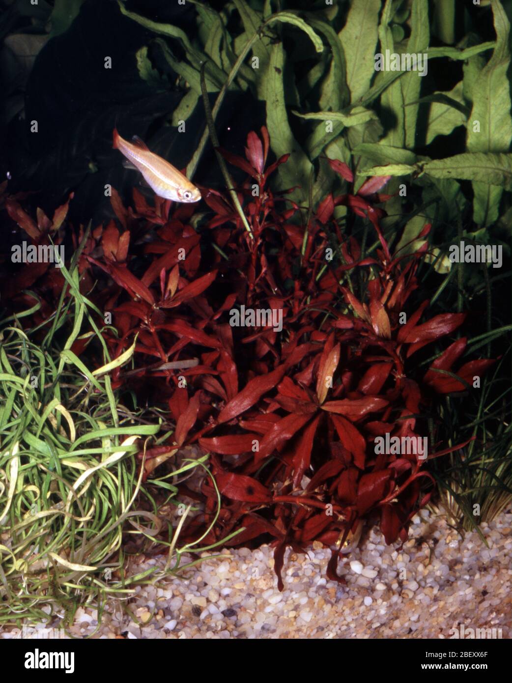 Red ammannia, Ammannia gracilis Stock Photo