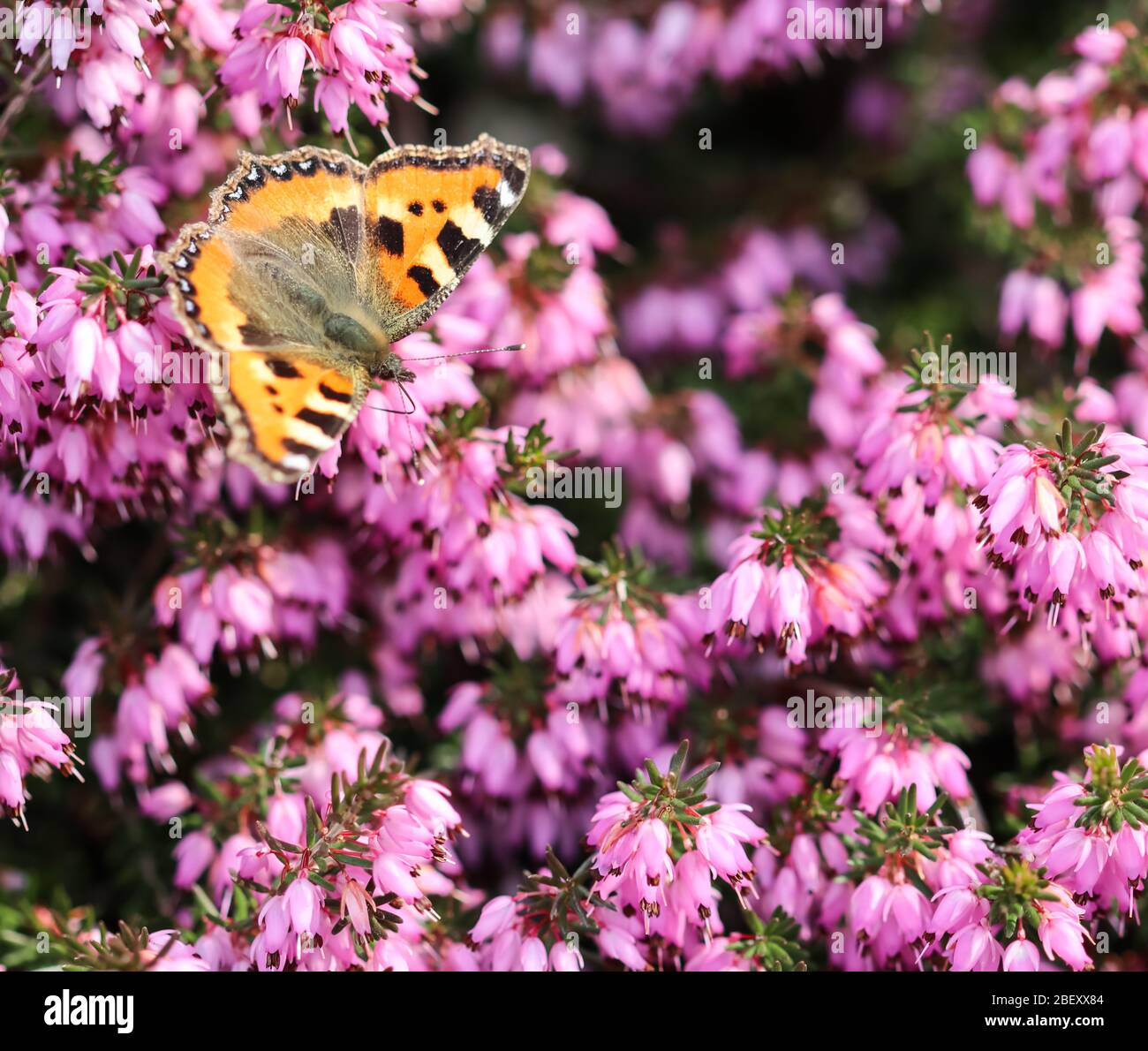 Pink Erica Carnea flowers (Winter Hit) and a butterfly in a spring garden. Stock Photo