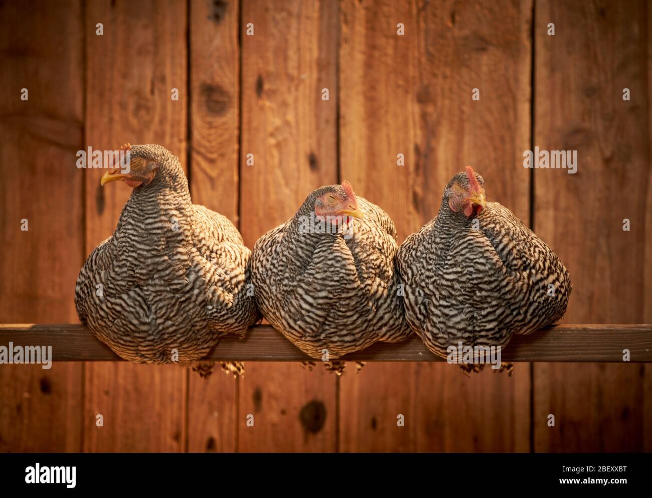 Domestic chicken, Amrock Bantam. Three hens sleeping on a perch in a coop. Germany. Stock Photo