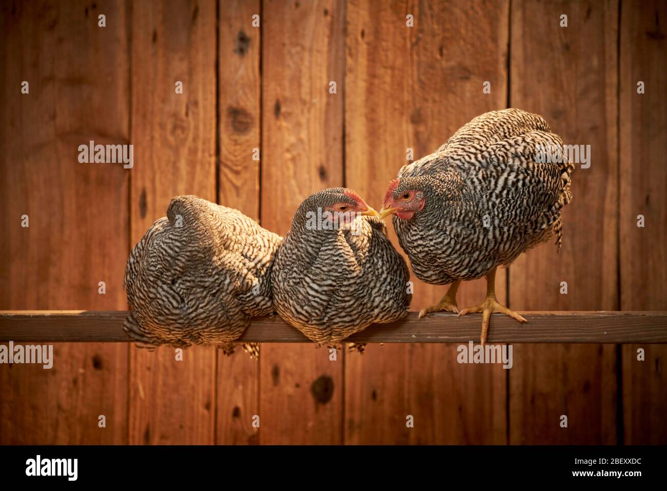 Domestic chicken, Amrock Bantam. Three hens on a perch in a coop, one of them sleeping. Germany. Stock Photo