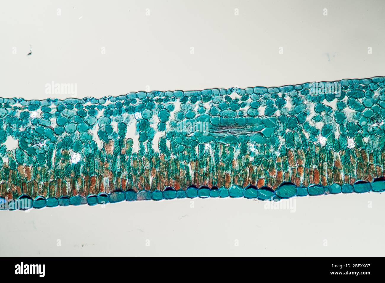 Azalea with leaf in cross section 100x Stock Photo - Alamy