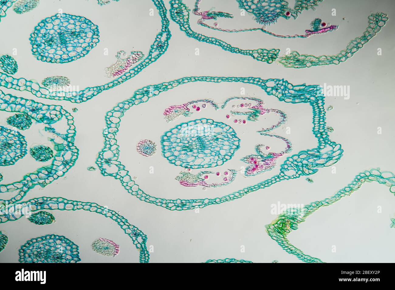 Bloom cross section hi-res stock photography and images - Alamy