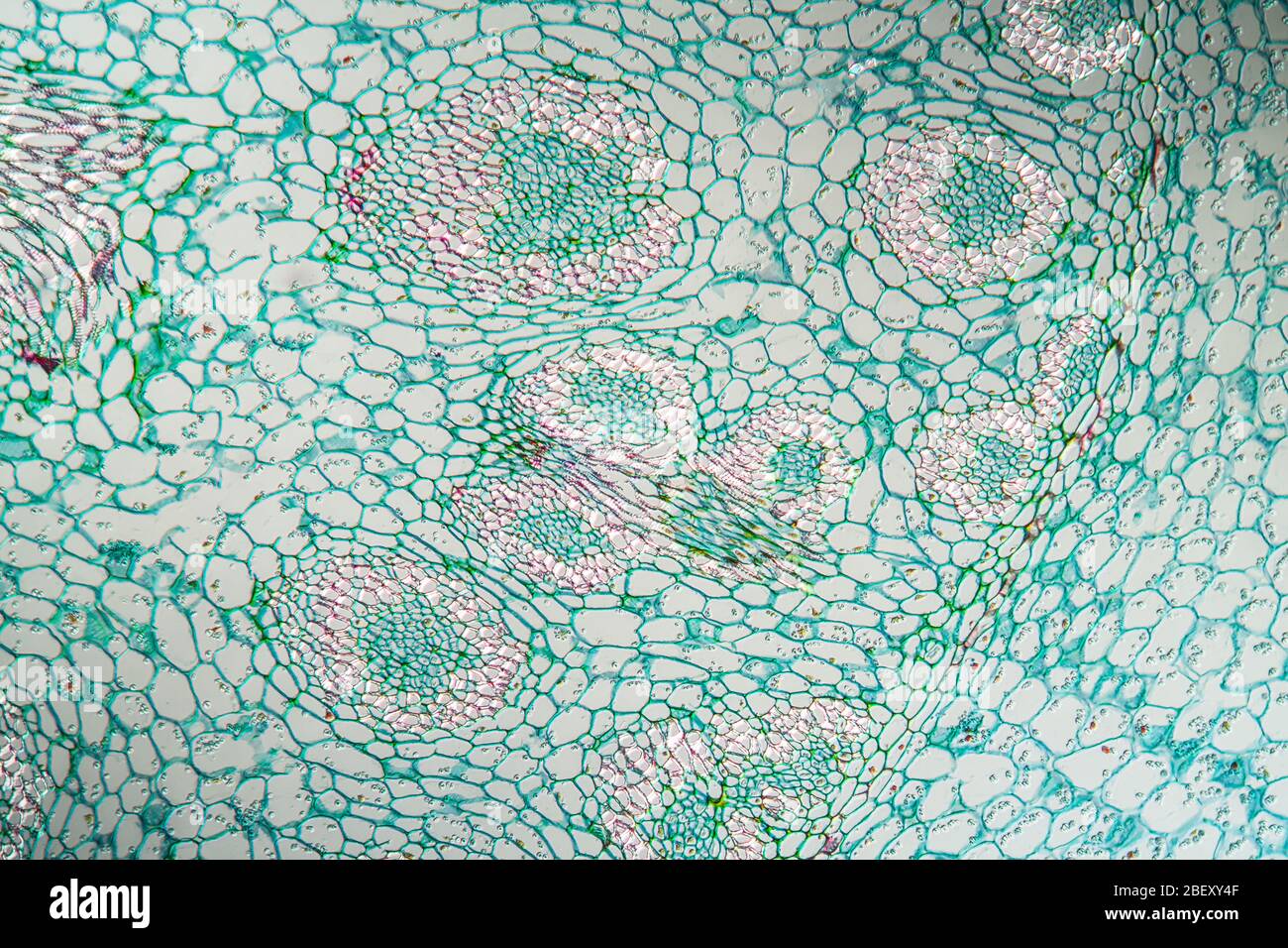 Lily of the valley with root, cross section 100x Stock Photo Alamy