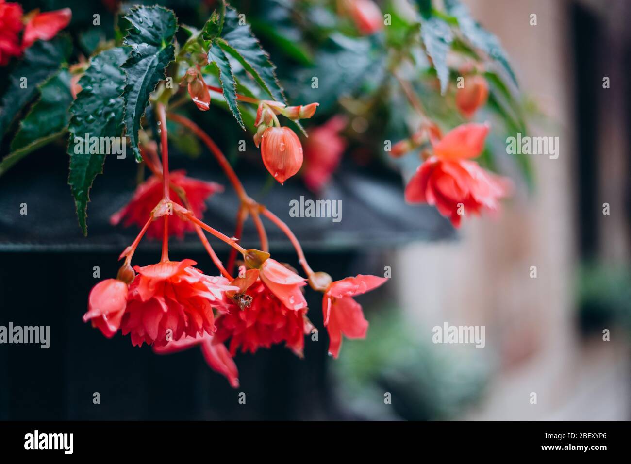 Beautiful Red Flowers On City Background Floral Scenery With Red Flowers On The Street Pink Flowers In Flowerpots In The City Center Stock Photo Alamy,What A Beautiful Name Piano Chords Key Of C