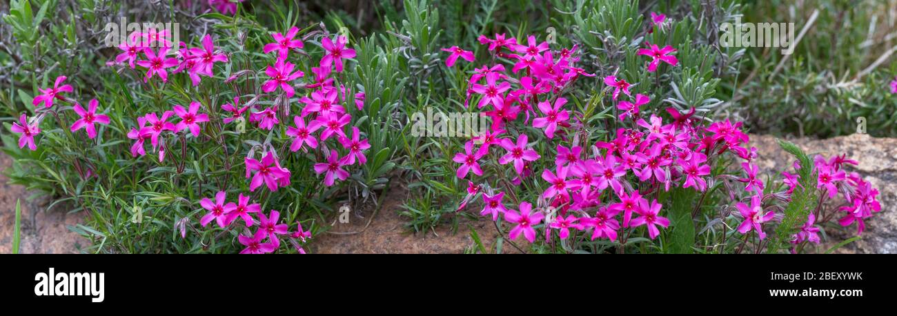Blooming Creeping phlox Phlox subulata small pink flowers in the garden ...