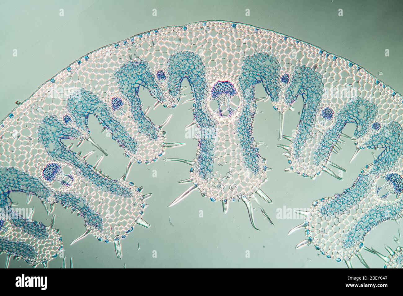 Marram grass section hi-res stock photography and images - Alamy