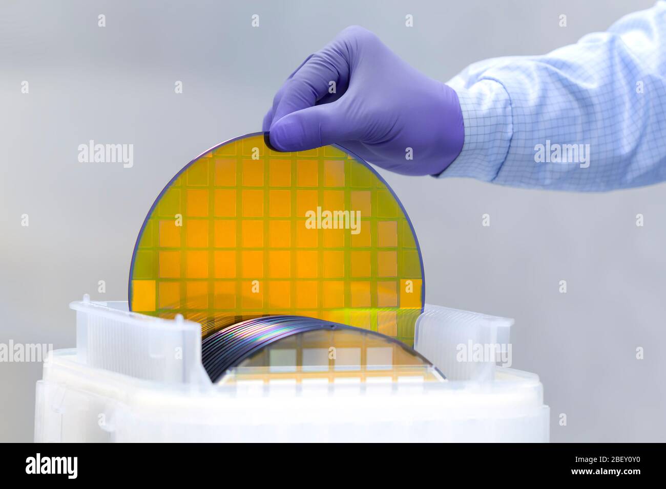 One of many gold silicon Wafer with semiconductors in plastic white storage box takes out by hand in gloves inside clean room. Stock Photo