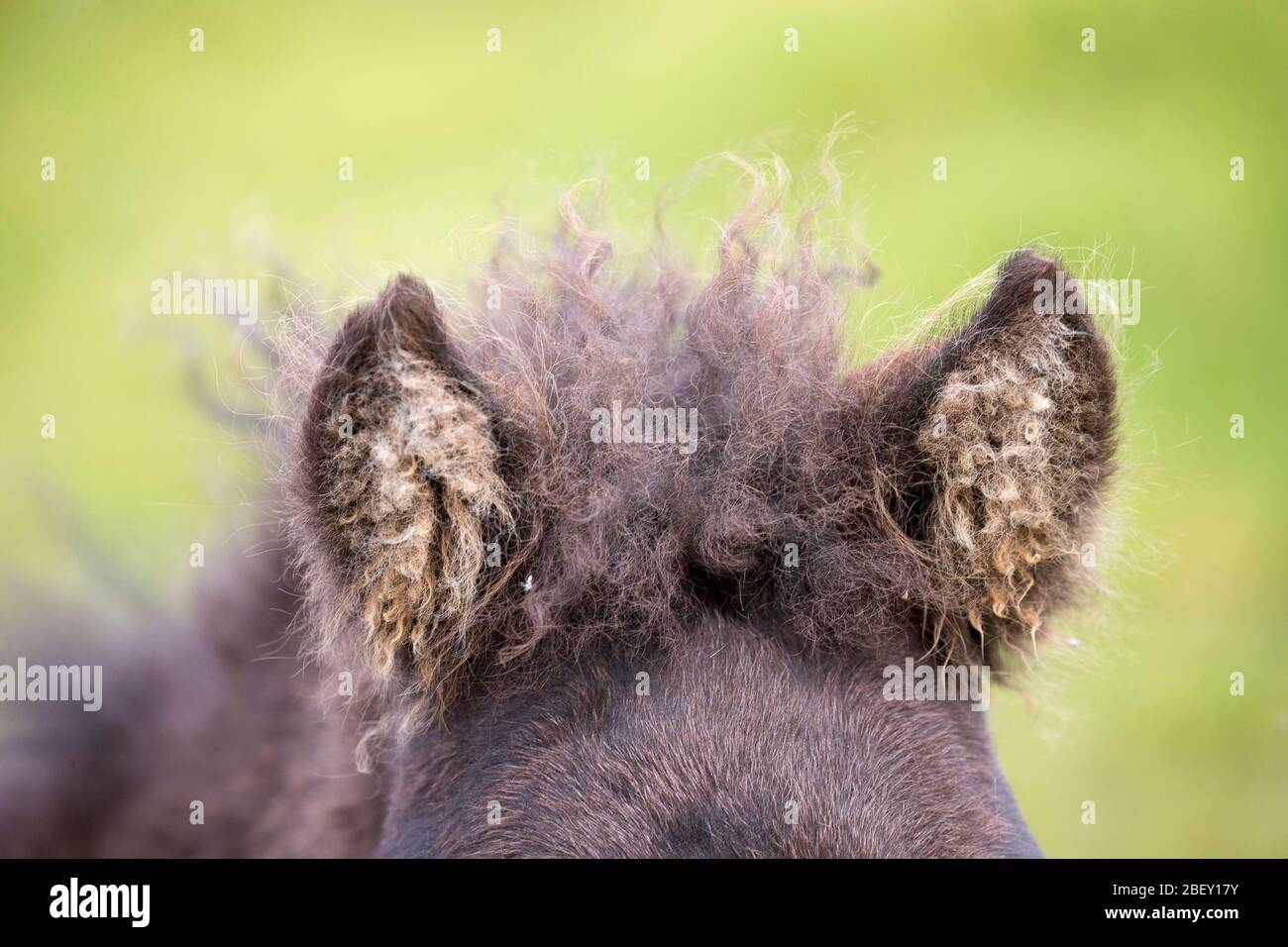 Icelandic Horse. Close-up of ears of a black foal. Iceland Stock Photo