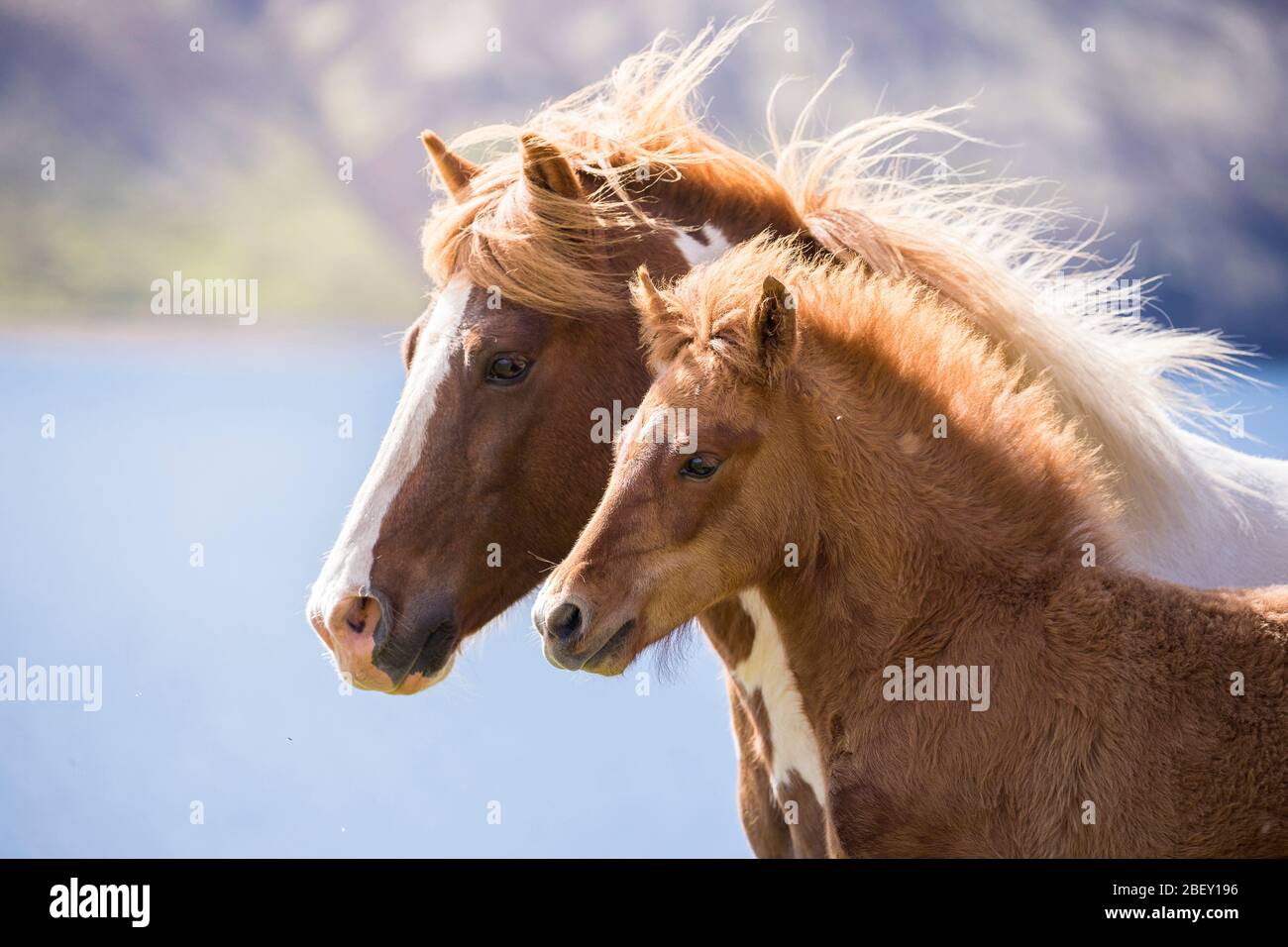 Icelandic Horse. Pinto mare with chestnut foal on a pasture. Iceland Stock Photo