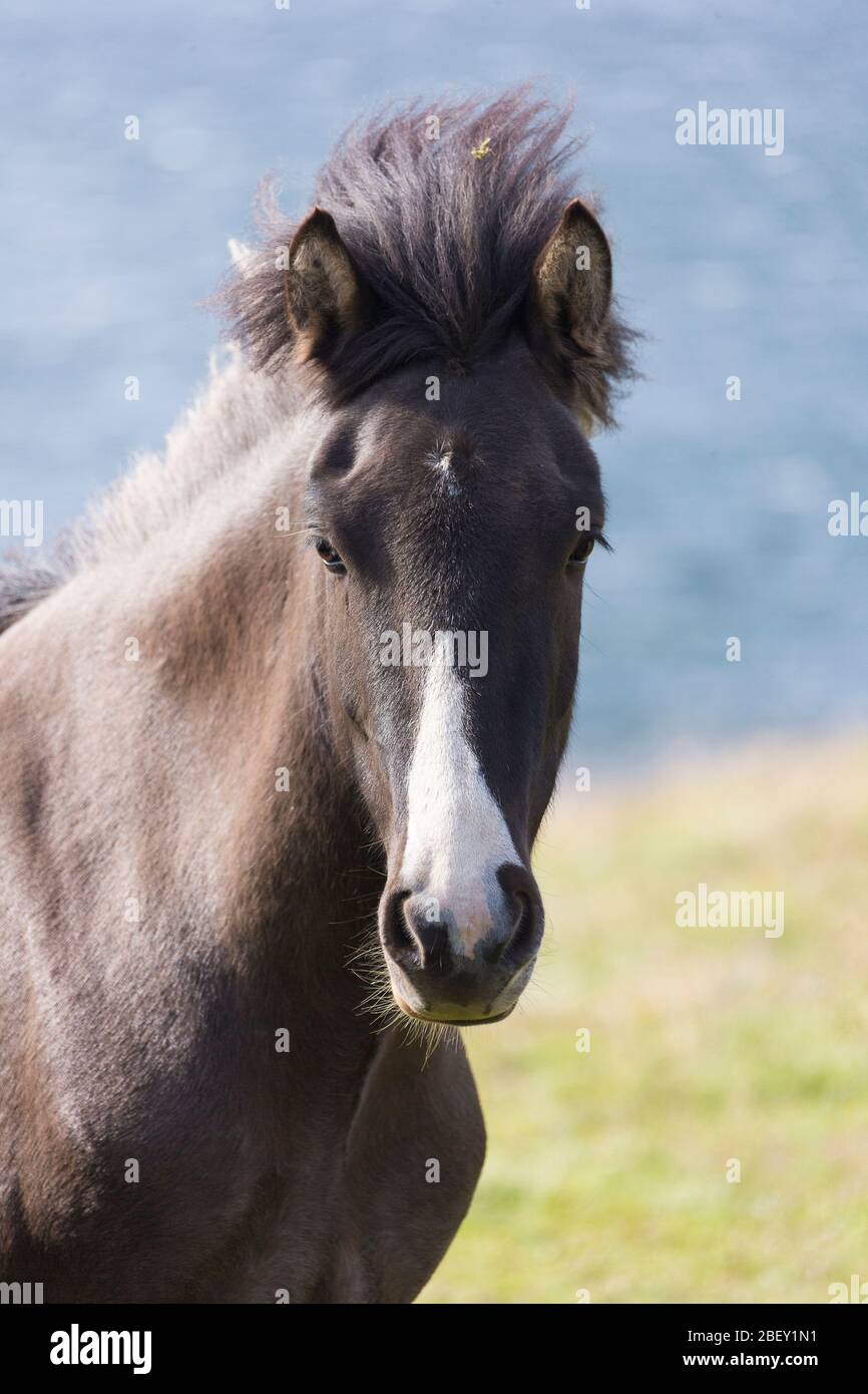 Icelandic Horse. Portrait of mare with snip. Iceland Stock Photo