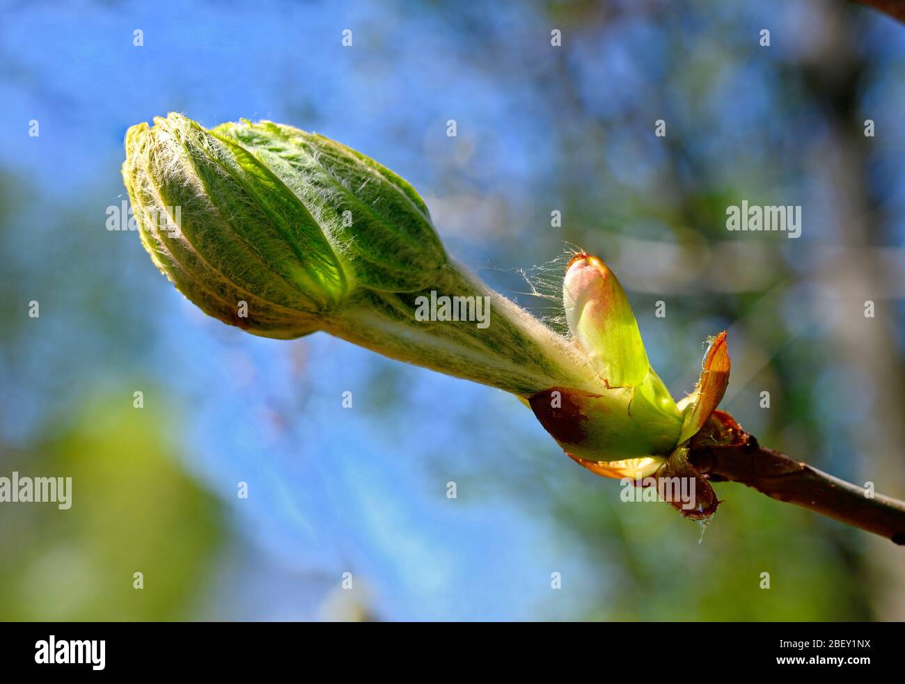 Young leaves unfolding from the bud of a horse chestnut tree in sunshine Stock Photo