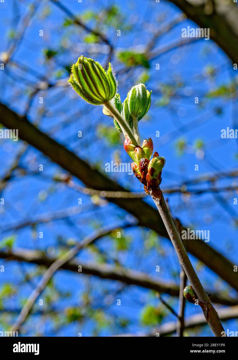 leaves unfolding from the bud of a horse chestnut tree Stock Photo