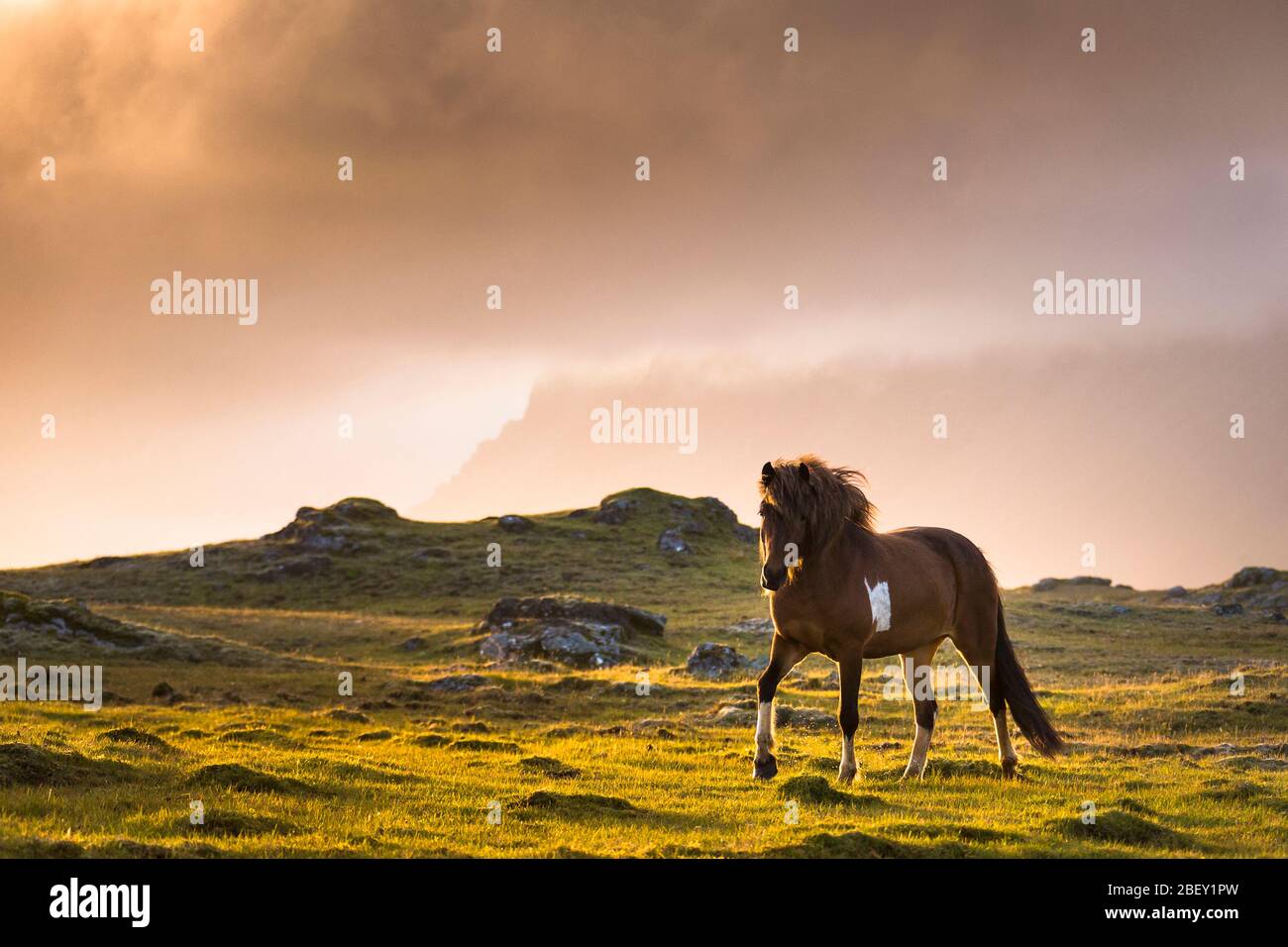 Icelandic Horse. Pinto horse walking on a meadow at sunset, Iceland Stock Photo
