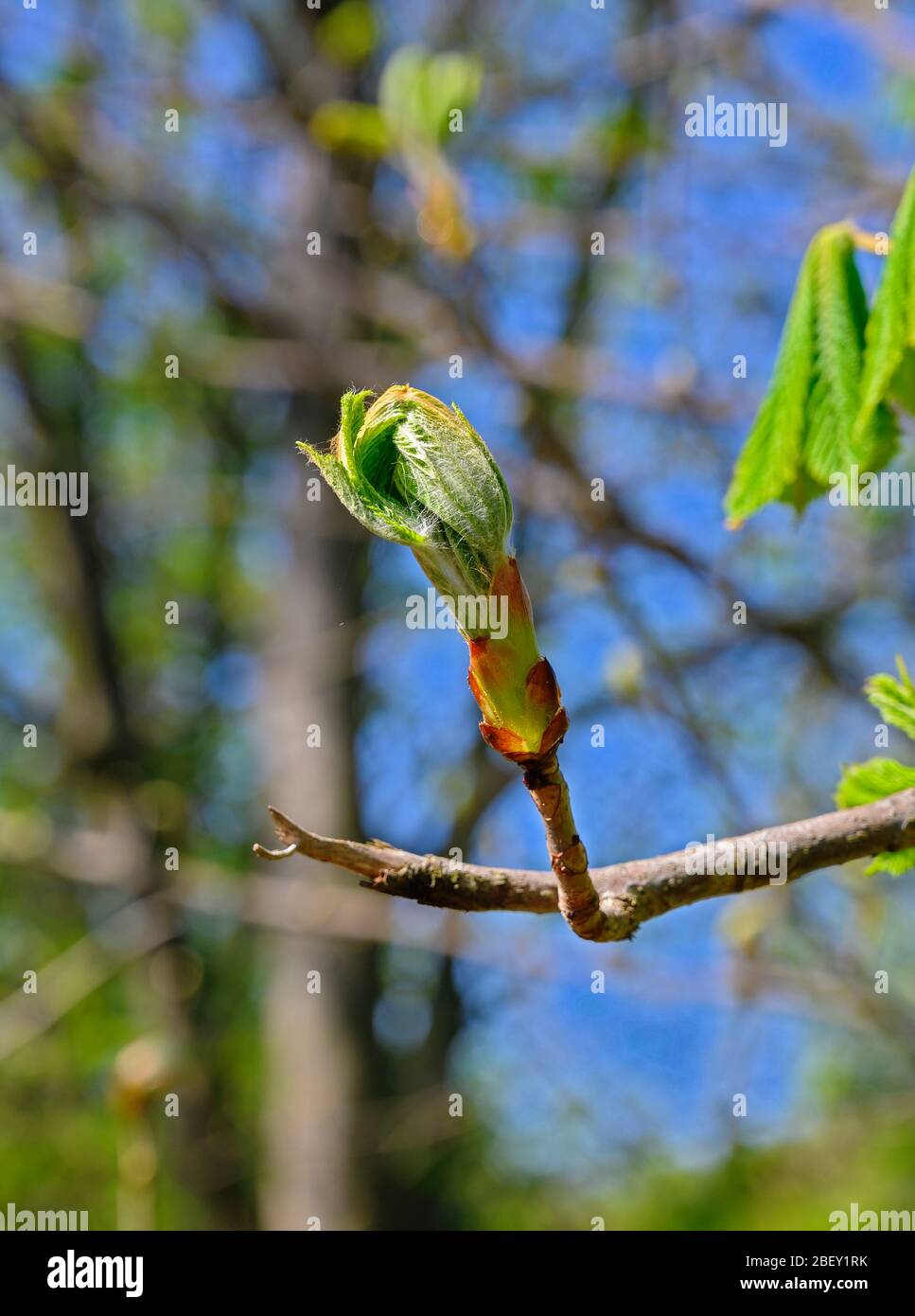 bud of a horse chestnut opening Stock Photo