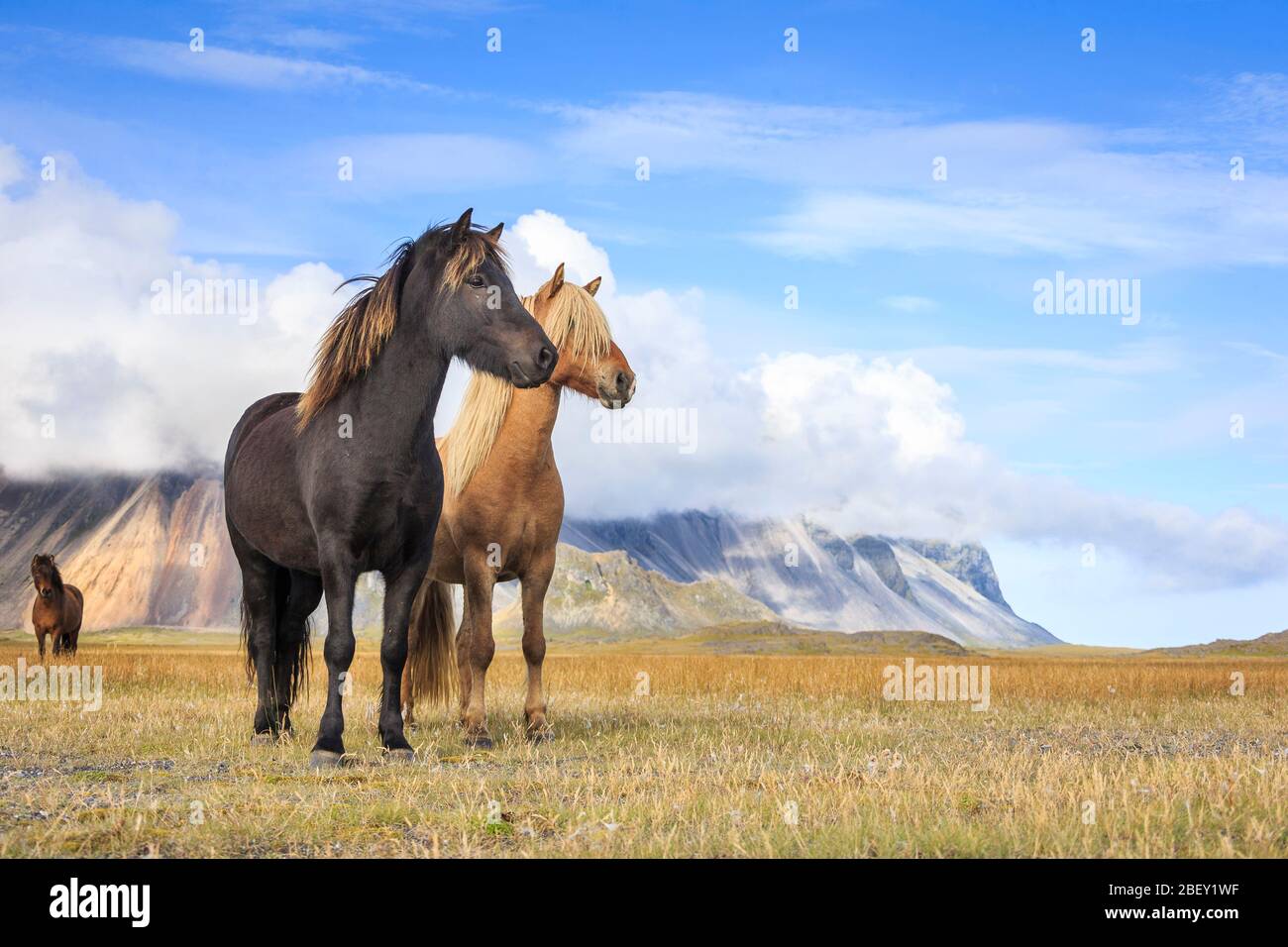 Icelandic Horse. Three mares standing on a meadow. Iceland Stock Photo ...