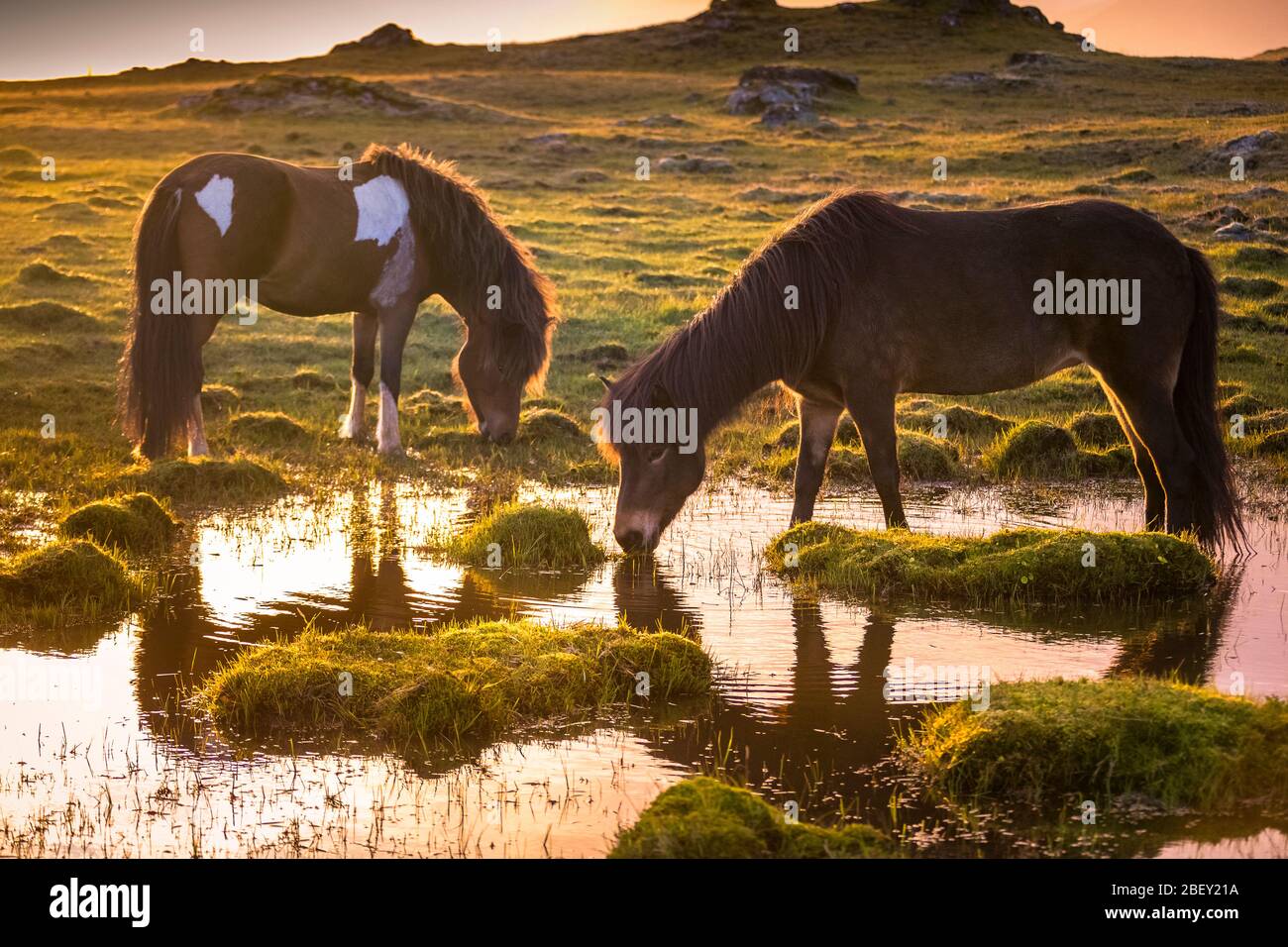 Icelandic Horse. Two horses drinking from a pond at sunset. Iceland Stock Photo
